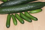 Mini-Snack-Gurke 'Mini Stars' - Cucumis sativus 'Mini Stars'