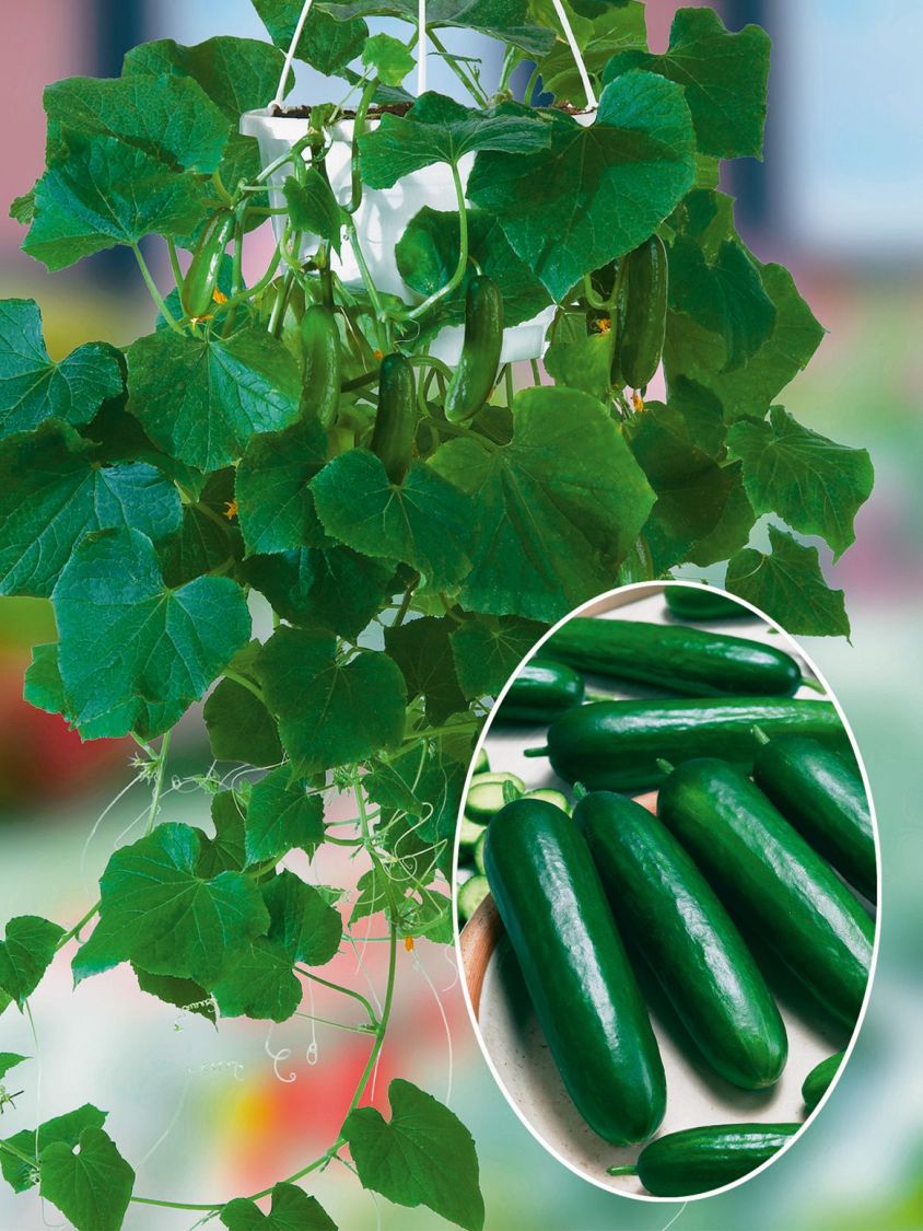 Mini-Snack-Gurke 'Mini Stars' - Cucumis sativus 'Mini Stars'