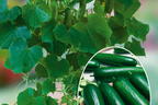 Mini-Snack-Gurke 'Mini Stars' - Cucumis sativus 'Mini Stars'