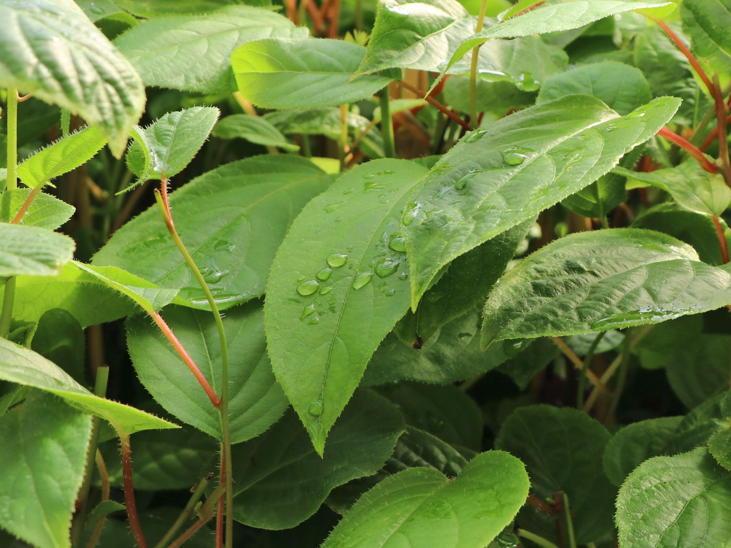 Minikiwi 'Fresh Jumbo'