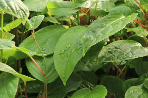 Minikiwi 'Fresh Jumbo' - Actinidia arguta 'Fresh Jumbo'