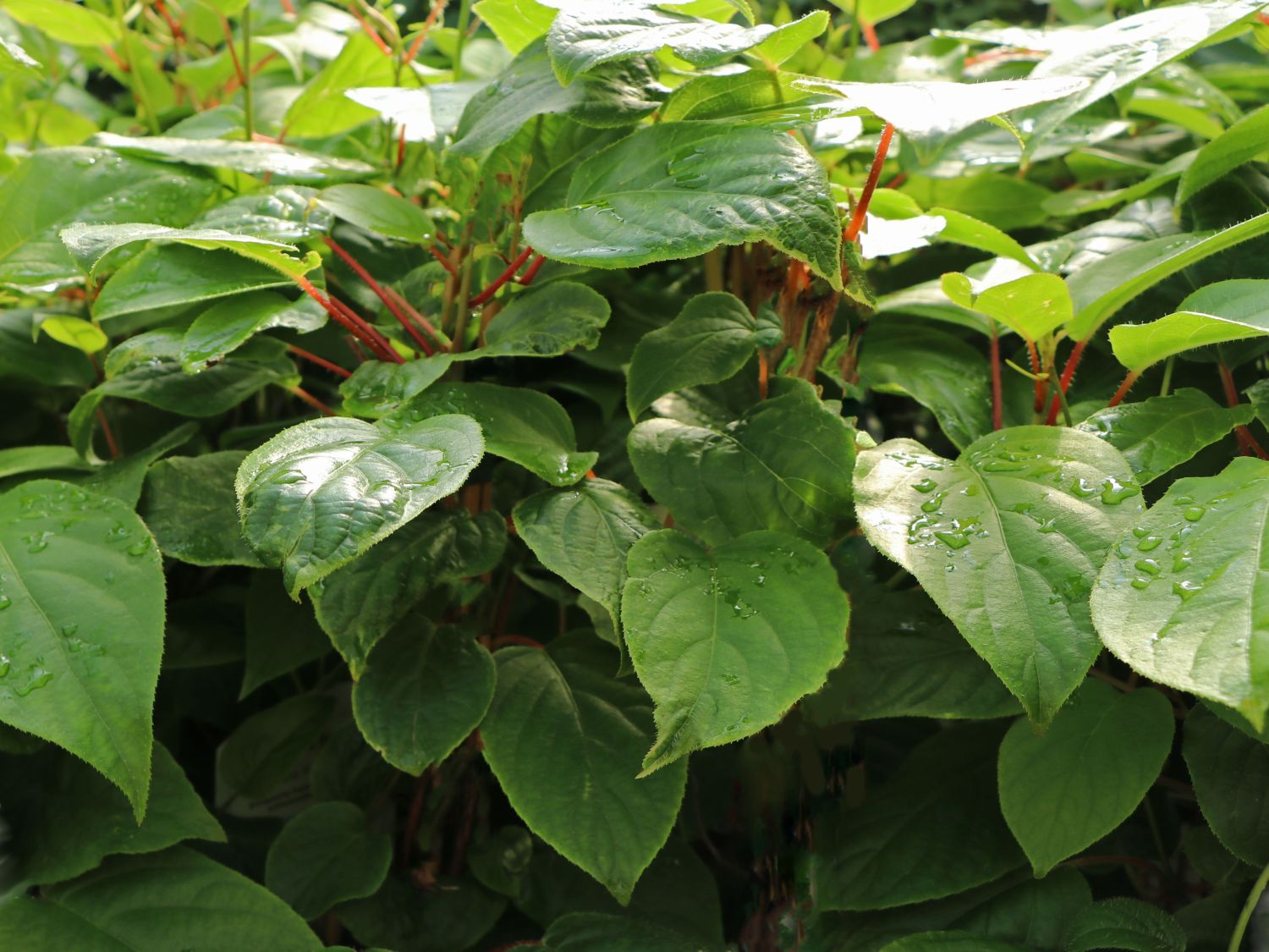 Minikiwi 'Fresh Jumbo' - Actinidia arguta 'Fresh Jumbo'