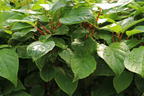 Minikiwi 'Fresh Jumbo' - Actinidia arguta 'Fresh Jumbo'