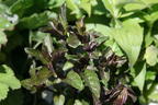 Minze 'Black Spearmint' - Mentha spicata 'Black Spearmint'