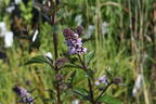 Minze 'Black Spearmint' - Mentha spicata 'Black Spearmint'