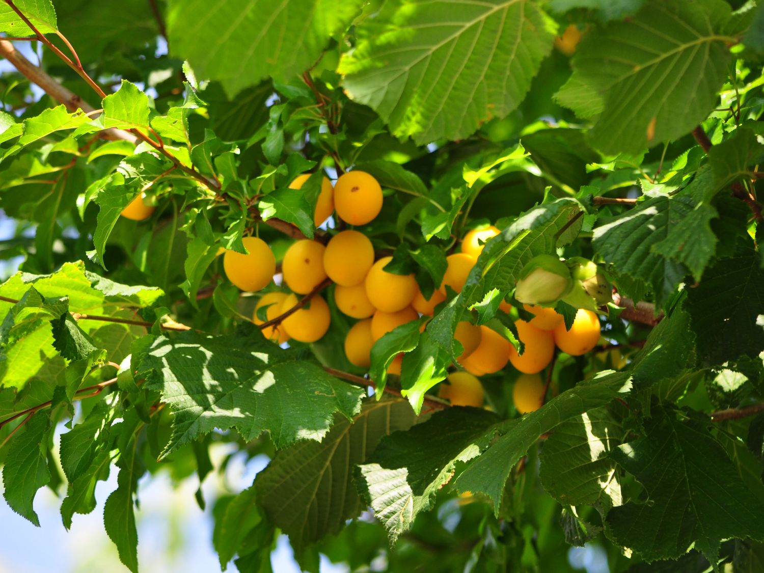 Mirabelle 'Miragrande' - Prunus domestica subsp. syriaca 'Miragrande'