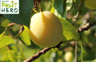 Mirabelle my little FRUIT HERO ® 'Bellamira'