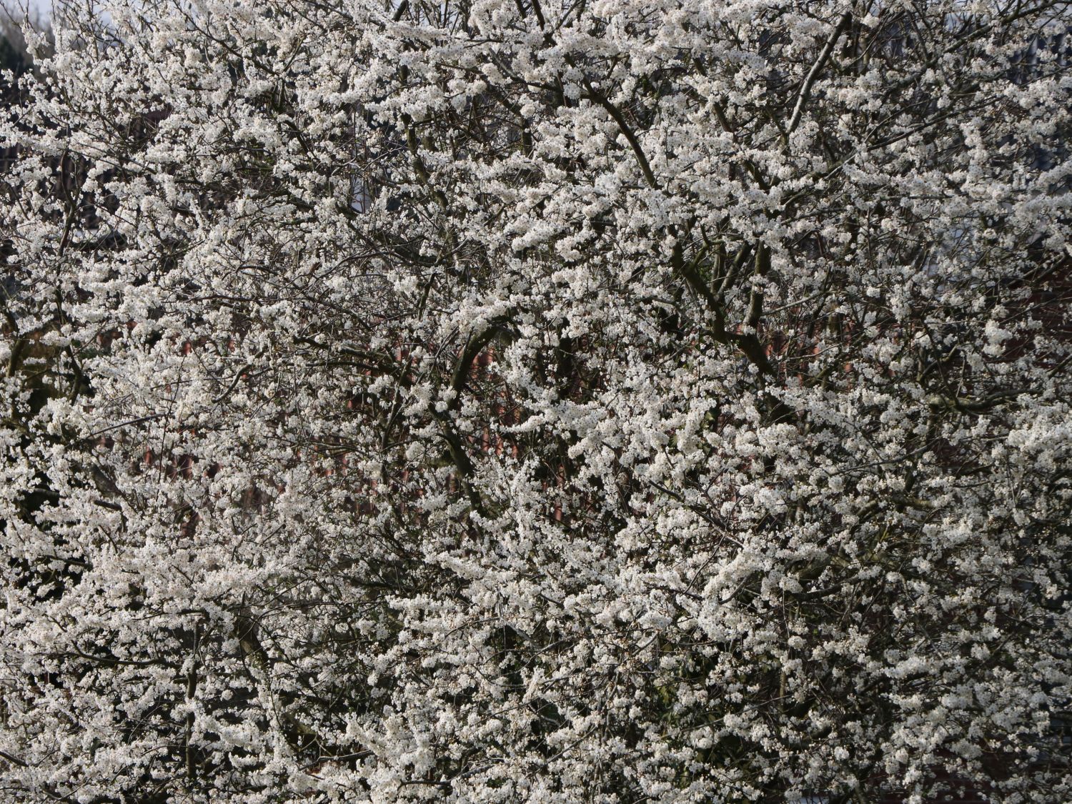 'Mirabelle von Nancy', 'Doppelte Mirabelle' - Prunus 'Mirabelle von Nancy'