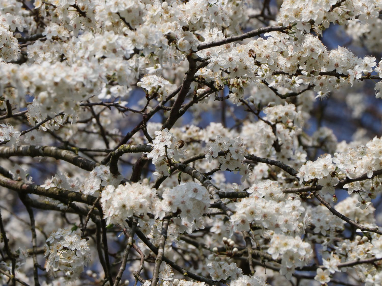 'Mirabelle von Nancy', 'Doppelte Mirabelle' - Prunus 'Mirabelle von Nancy'