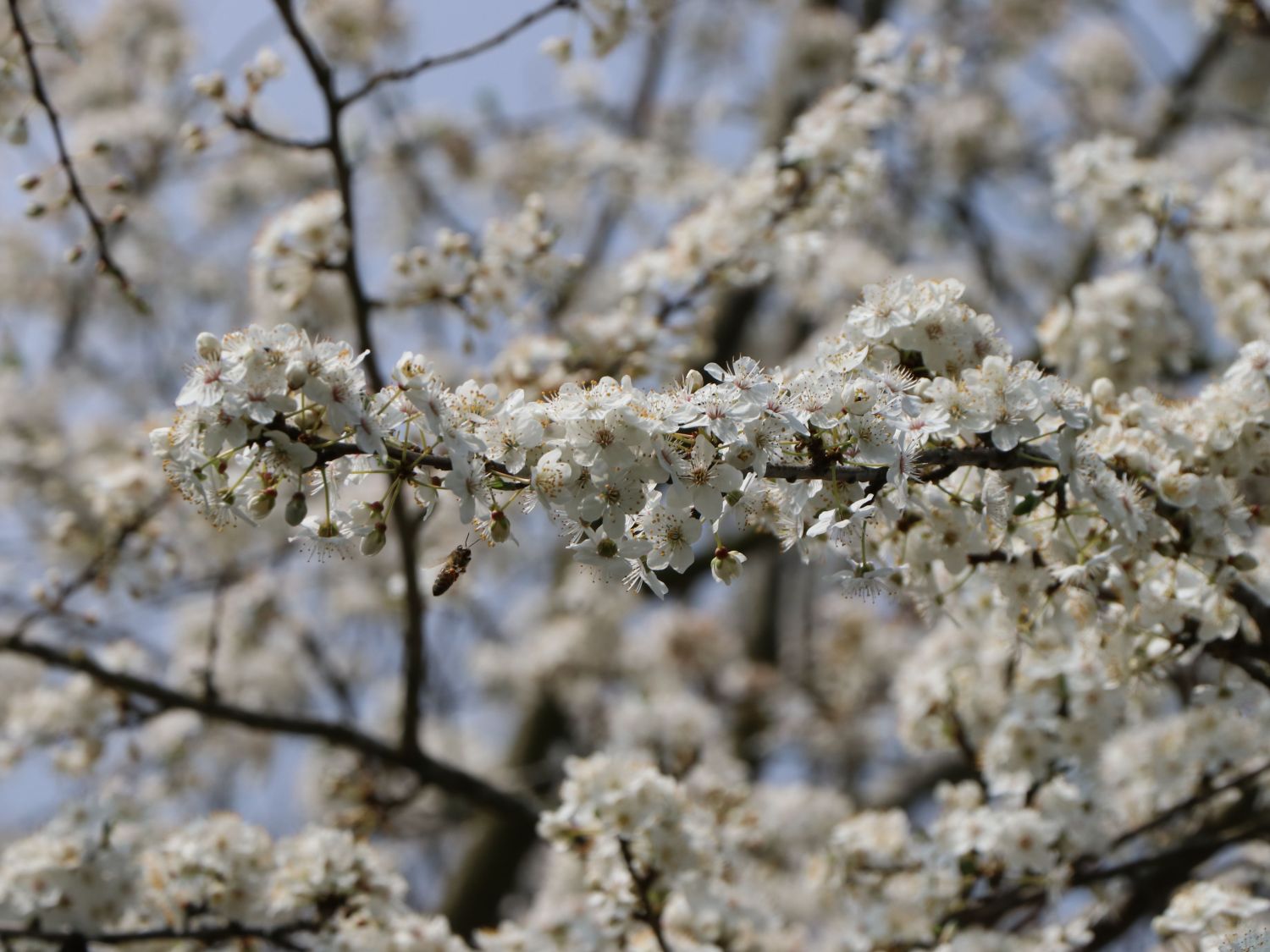 'Mirabelle von Nancy', 'Doppelte Mirabelle' - Prunus 'Mirabelle von Nancy'