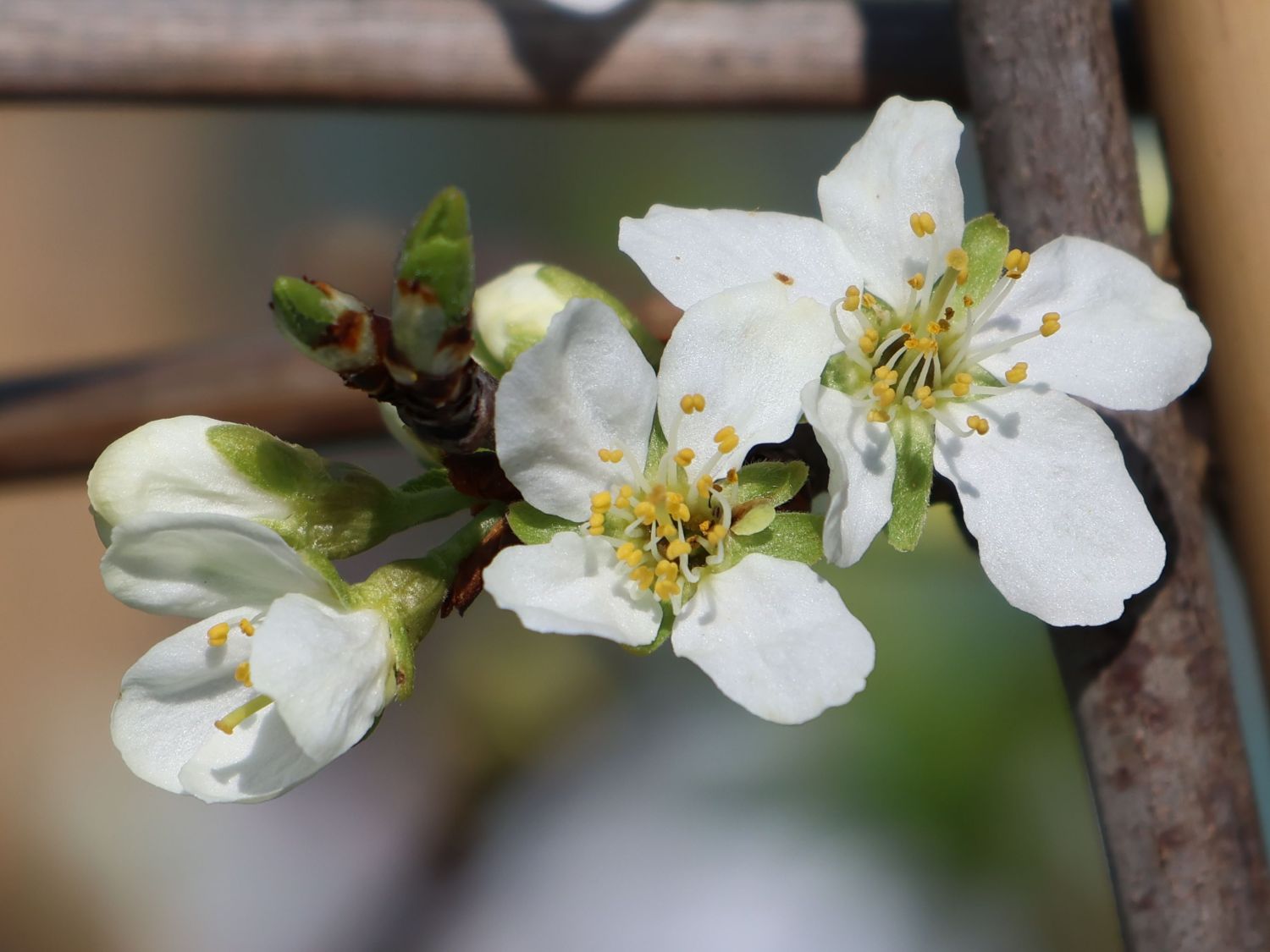 'Mirabelle von Nancy', 'Doppelte Mirabelle' - Prunus 'Mirabelle von Nancy'