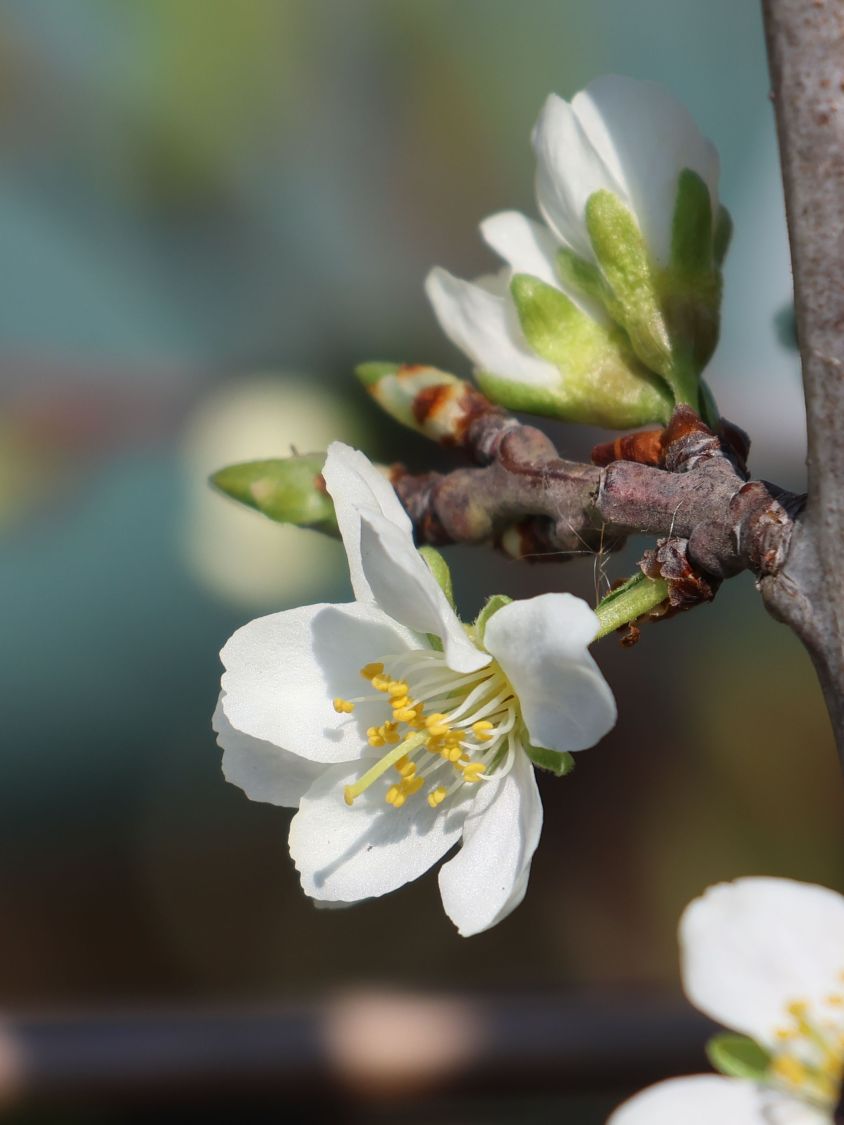 'Mirabelle von Nancy', 'Doppelte Mirabelle' - Prunus 'Mirabelle von Nancy'