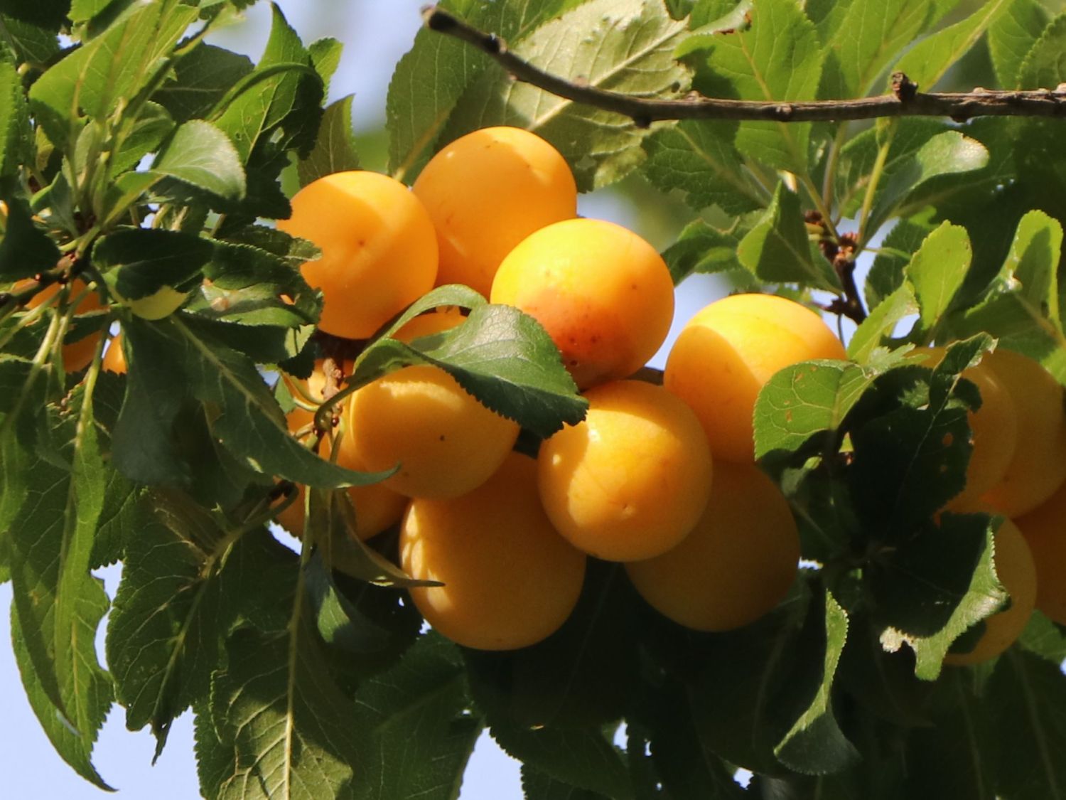 Mirabelle 'Von Pillnitz' / 'Pillnitzer Mirabelle' - Prunus syriaca 'Von Pillnitz' / 'Pillnitzer Mirabelle'