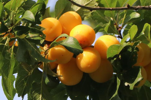 Mirabelle 'Von Pillnitz' / 'Pillnitzer Mirabelle' - Prunus syriaca 'Von Pillnitz' / 'Pillnitzer Mirabelle'