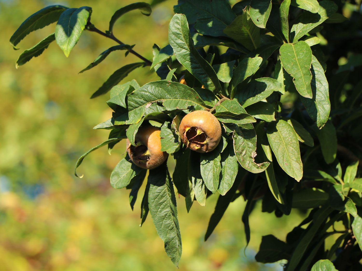 Mispel 'Holländische Großfruchtige' - Mespilus germanica 'Holländische Großfruchtige'