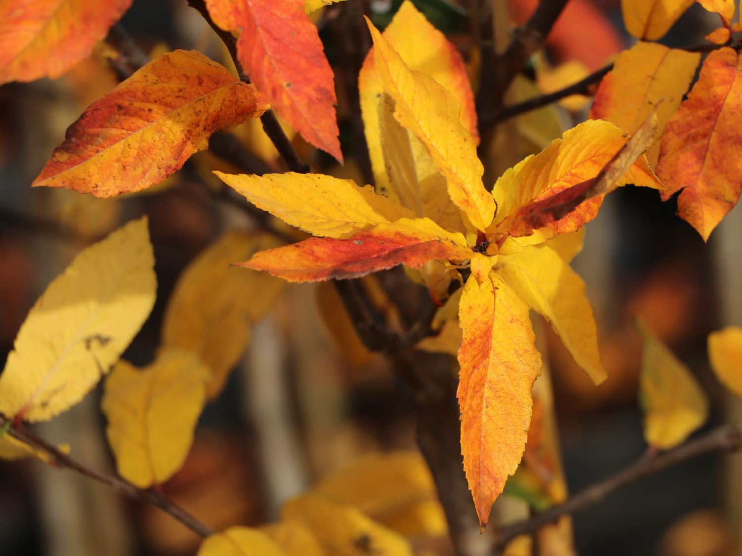 Mispel 'Nottingham' - Mespilus germanica 'Nottingham'