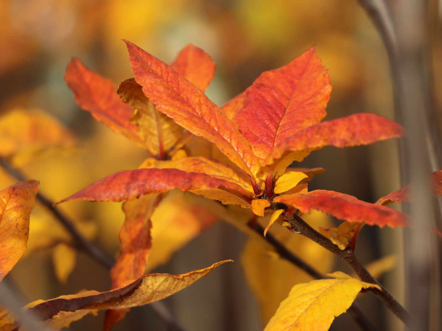 Mispel 'Nottingham' - Mespilus germanica 'Nottingham'