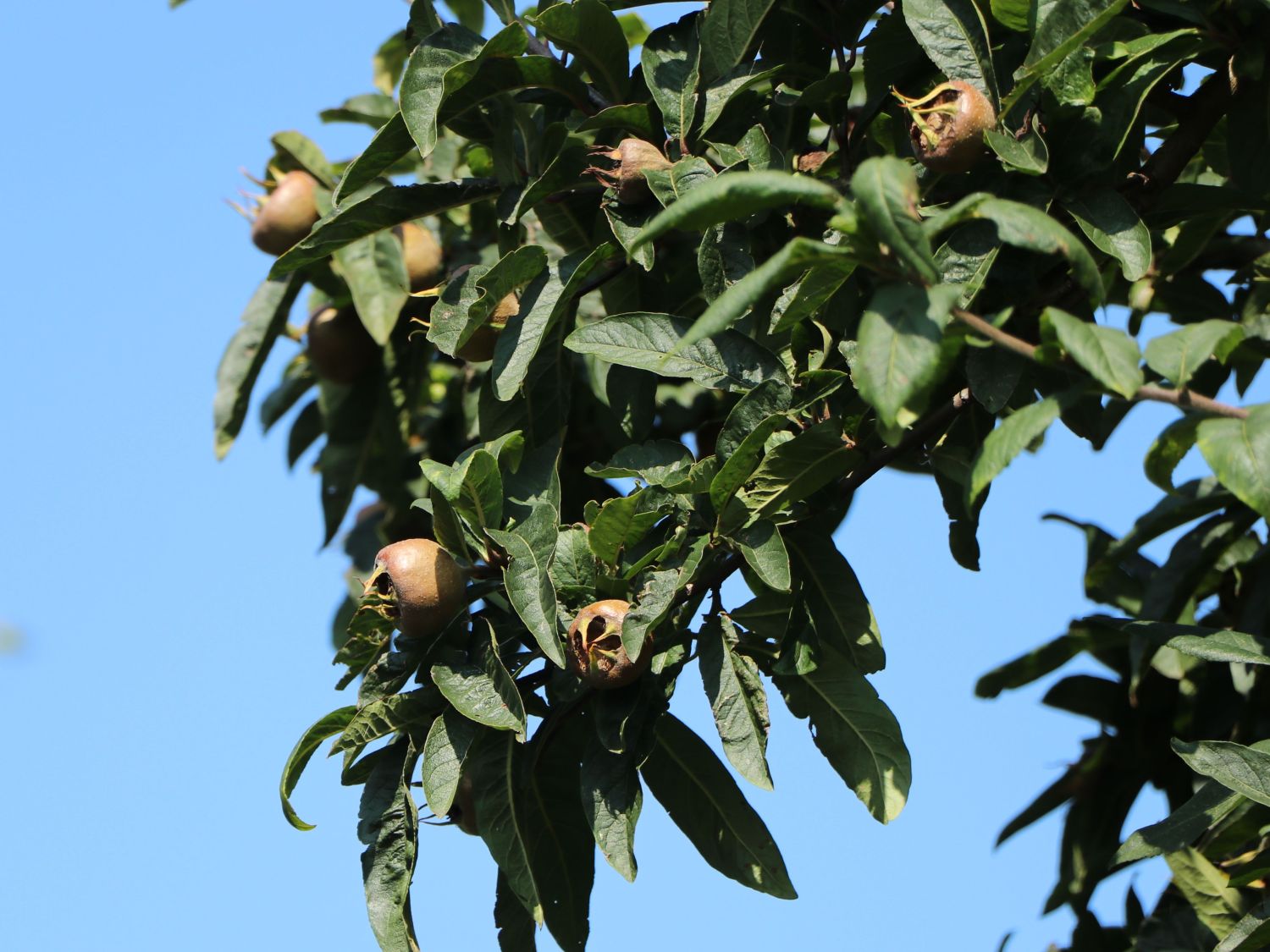 Mispel 'Westerveld' - Mespilus germanica 'Westerveld'