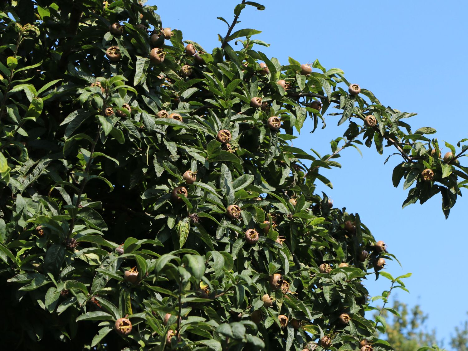 Mispel 'Westerveld' - Mespilus germanica 'Westerveld'