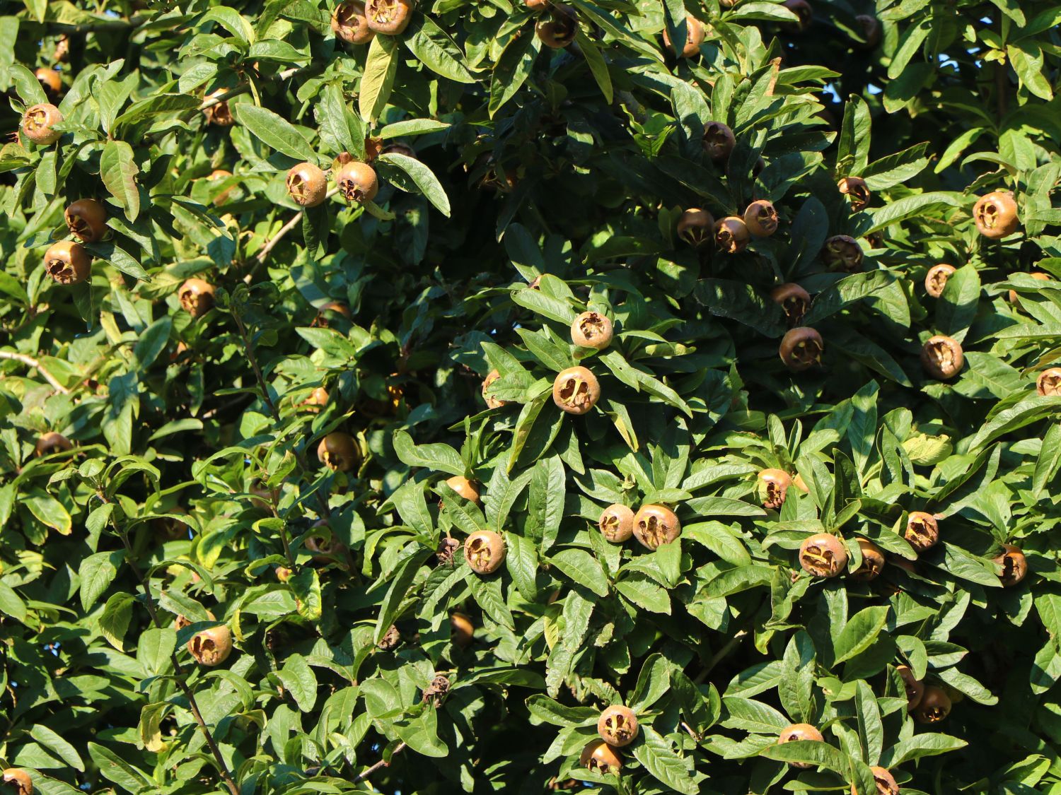 Mispel 'Westerveld' - Mespilus germanica 'Westerveld'