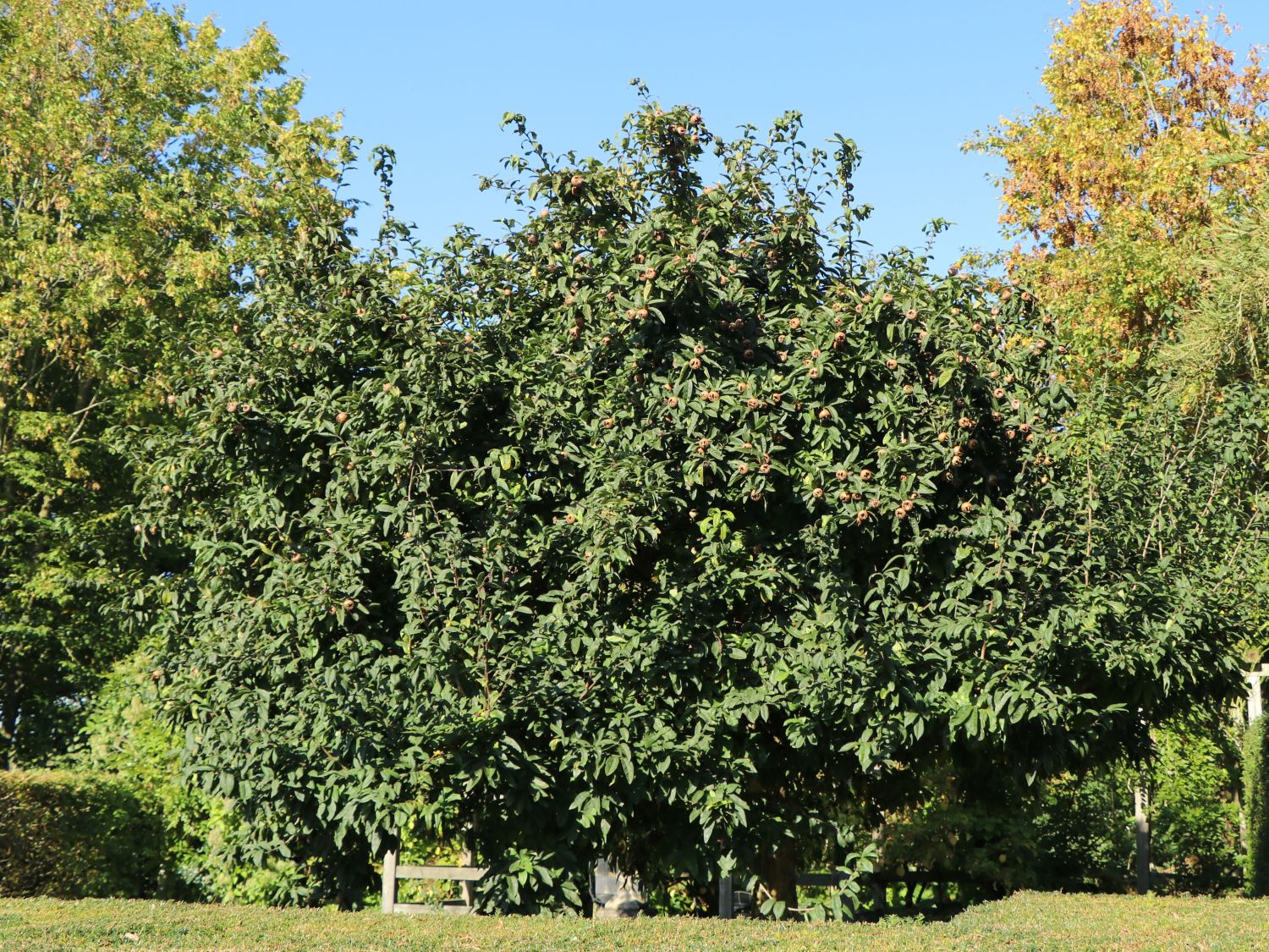 Mispel 'Westerveld' - Mespilus germanica 'Westerveld'
