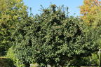 Mispel 'Westerveld' - Mespilus germanica 'Westerveld'