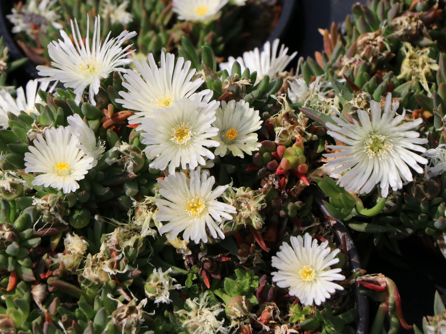 Mittagsblume 'Album'