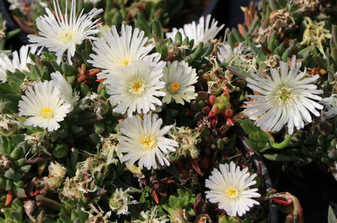 Mittagsblume 'Album' - Delosperma congestum 'Album'