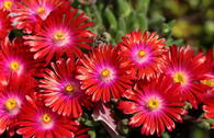 Mittagsblume 'Jewel of Desert Garnet'