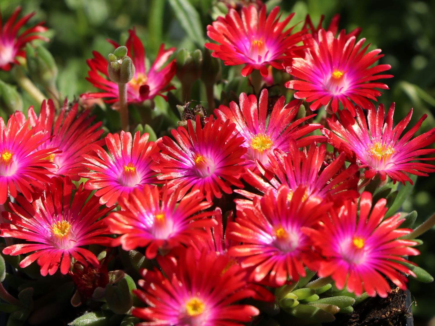 Mittagsblume 'Jewel of Desert Garnet' - Delosperma cooperi 'Jewel of Desert Garnet'
