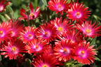 Mittagsblume 'Jewel of Desert Garnet' - Delosperma cooperi 'Jewel of Desert Garnet'