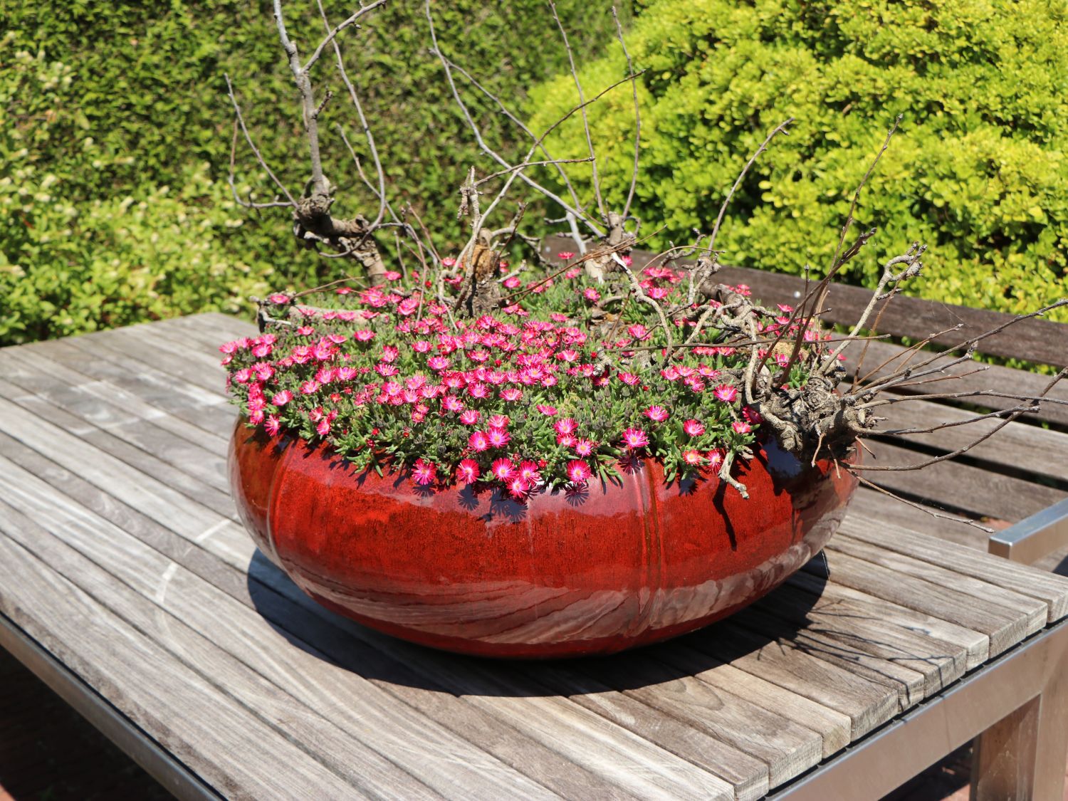 Mittagsblume 'Jewel of Desert Garnet' - Delosperma cooperi 'Jewel of Desert Garnet'