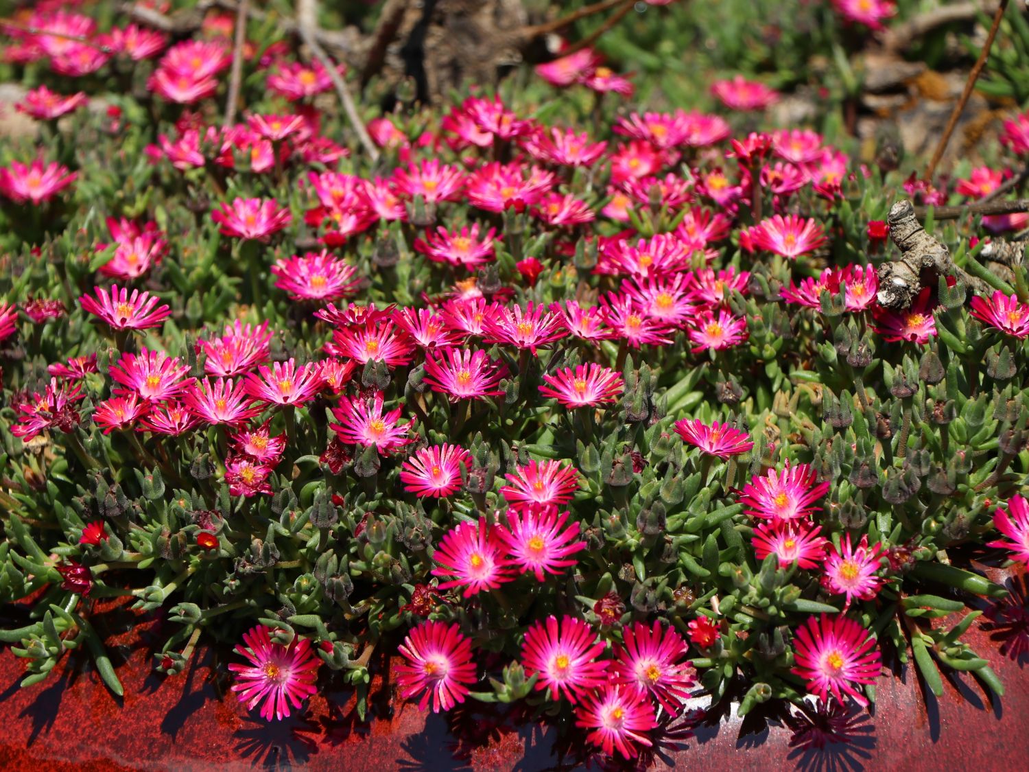 Mittagsblume 'Jewel of Desert Garnet' - Delosperma cooperi 'Jewel of Desert Garnet'