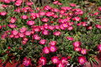 Mittagsblume 'Jewel of Desert Garnet' - Delosperma cooperi 'Jewel of Desert Garnet'