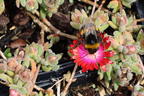 Mittagsblume 'Jewel of Desert Garnet' - Delosperma cooperi 'Jewel of Desert Garnet'