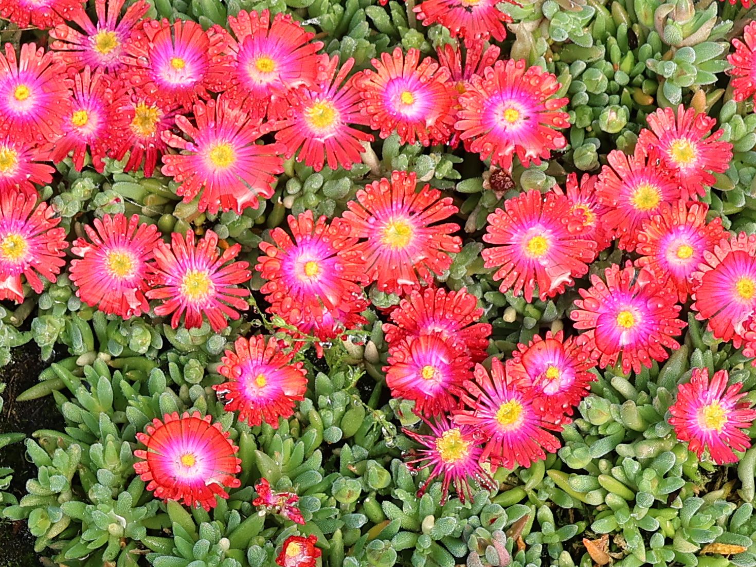 Mittagsblume 'Jewel of Desert Garnet' - Delosperma cooperi 'Jewel of Desert Garnet'