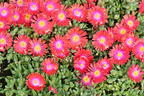 Mittagsblume 'Jewel of Desert Garnet' - Delosperma cooperi 'Jewel of Desert Garnet'