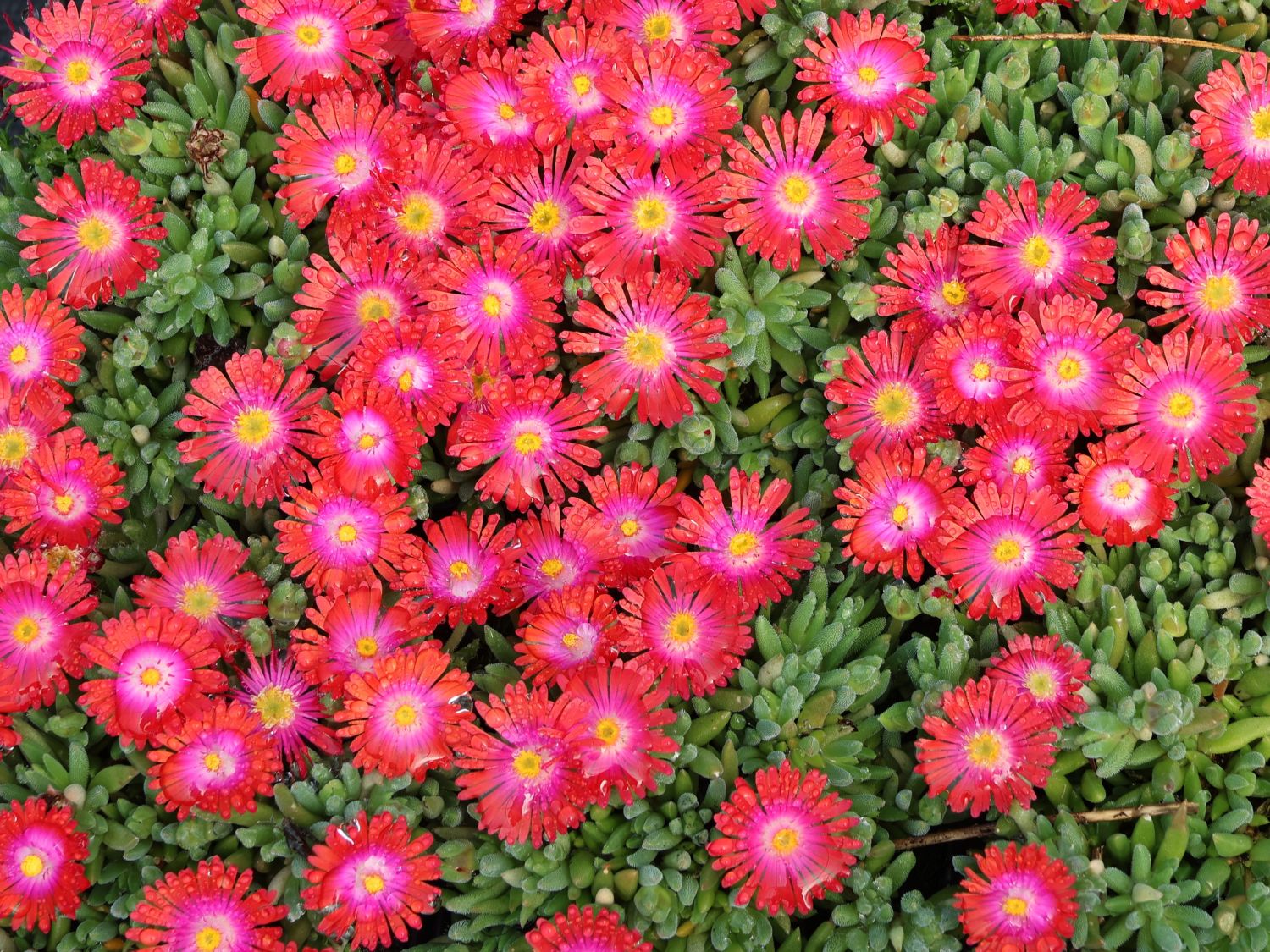Mittagsblume 'Jewel of Desert Garnet' - Delosperma cooperi 'Jewel of Desert Garnet'