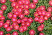 Mittagsblume 'Jewel of Desert Garnet' - Delosperma cooperi 'Jewel of Desert Garnet'