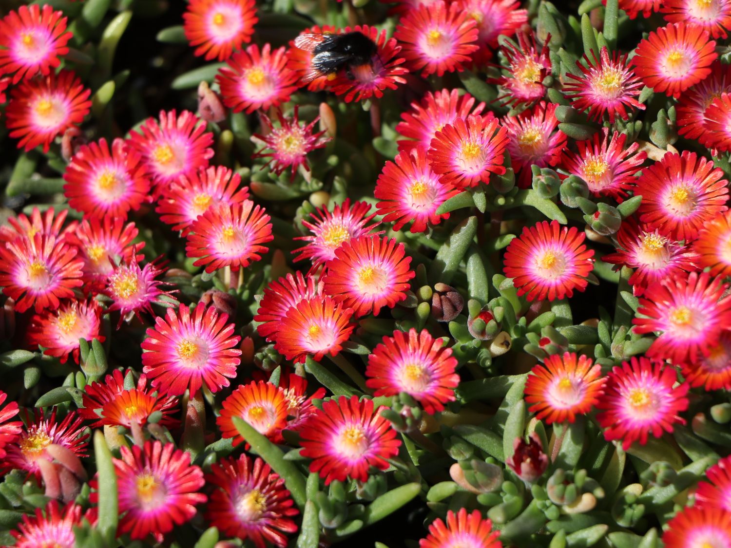 Mittagsblumengewächse (Aizoaceae)