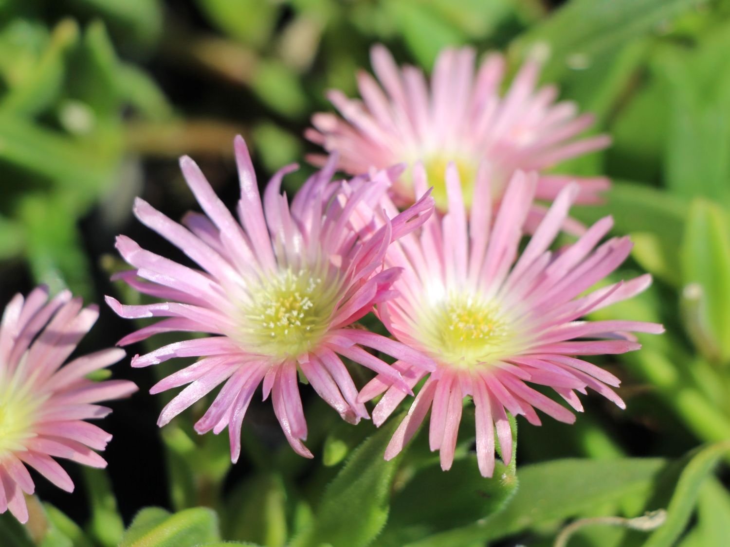 Mittagsblume 'Peach Star' - Delosperma sutherlandii 'Peach Star'