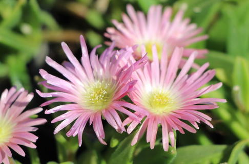 Mittagsblume 'Peach Star' - Delosperma sutherlandii 'Peach Star'