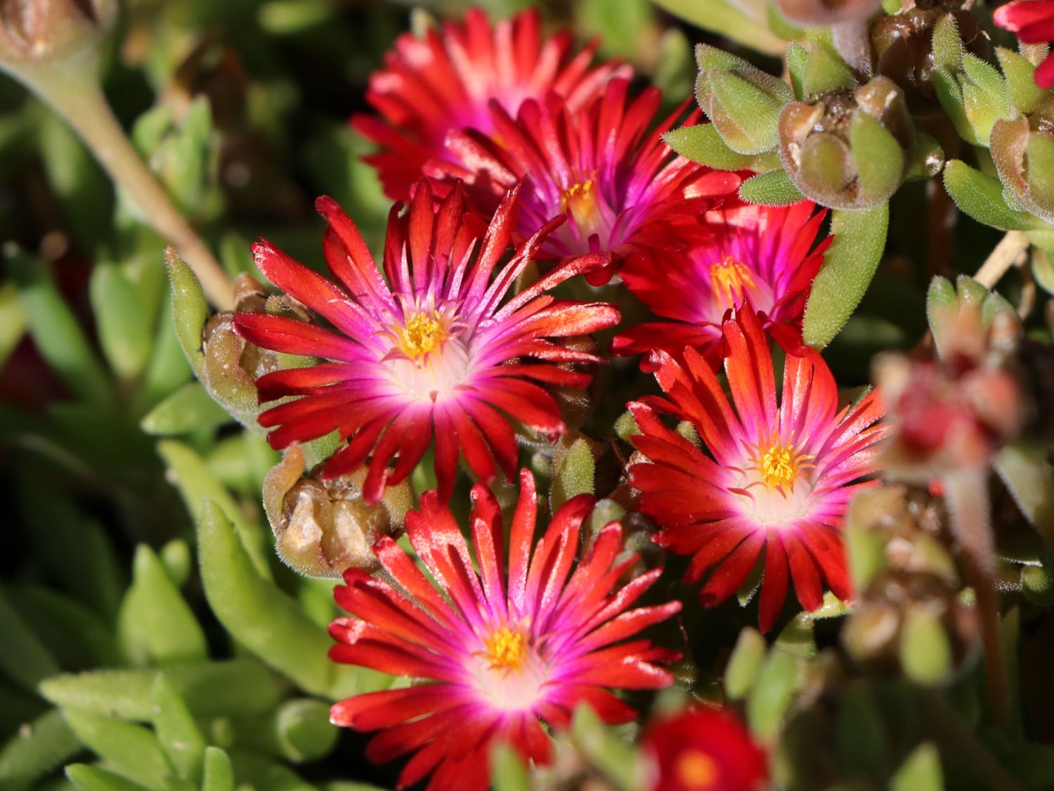 Mittagsblume 'Red Mountain' - Delosperma dyeri 'Red Mountain'