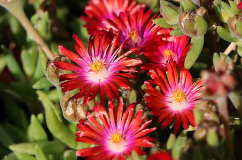 Mittagsblume 'Red Mountain' - Delosperma dyeri 'Red Mountain'