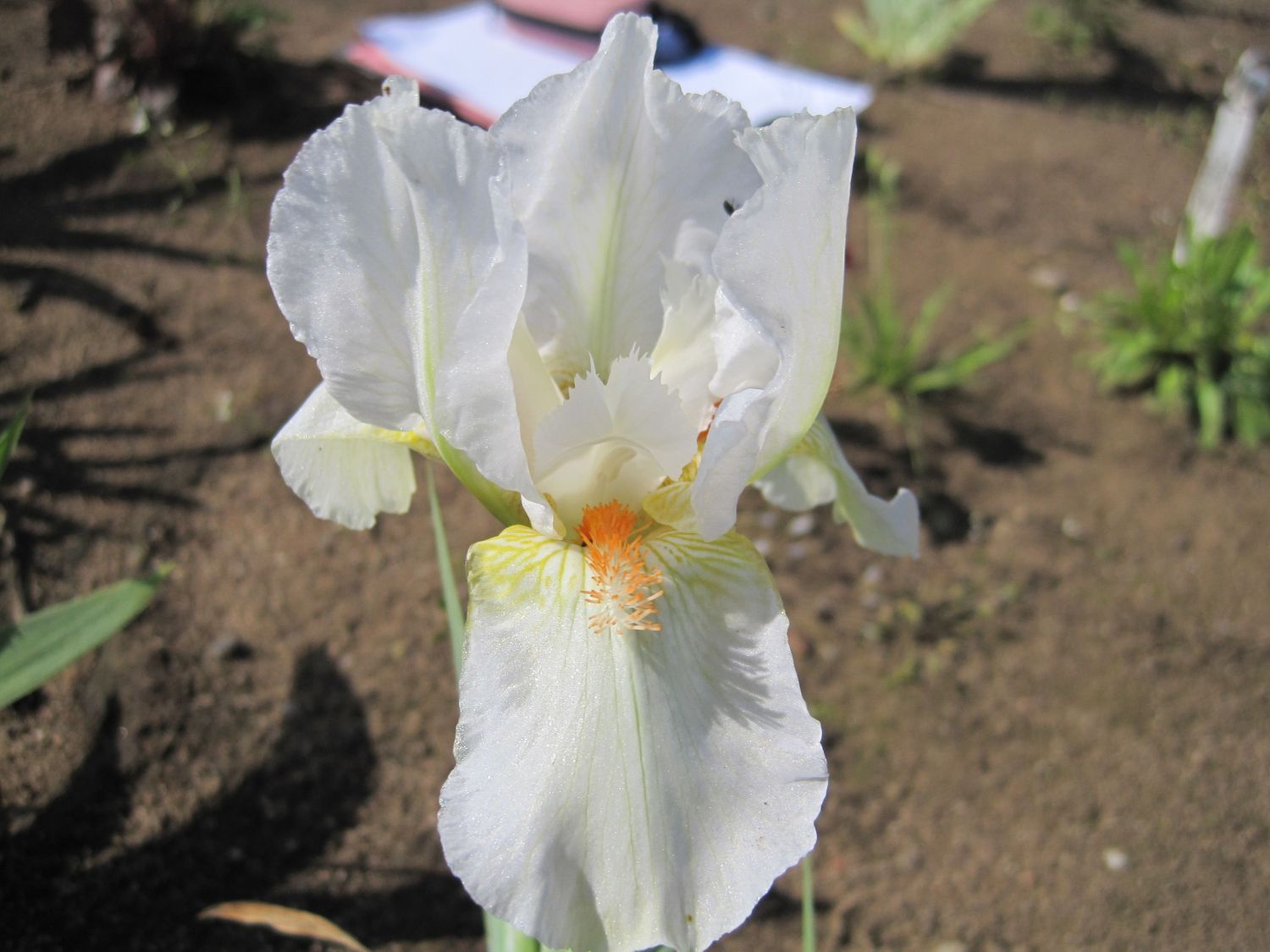 Mittelhohe Bart-Iris 'Cheers'