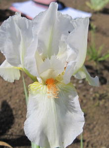 Mittelhohe Bart-Iris 'Cheers'