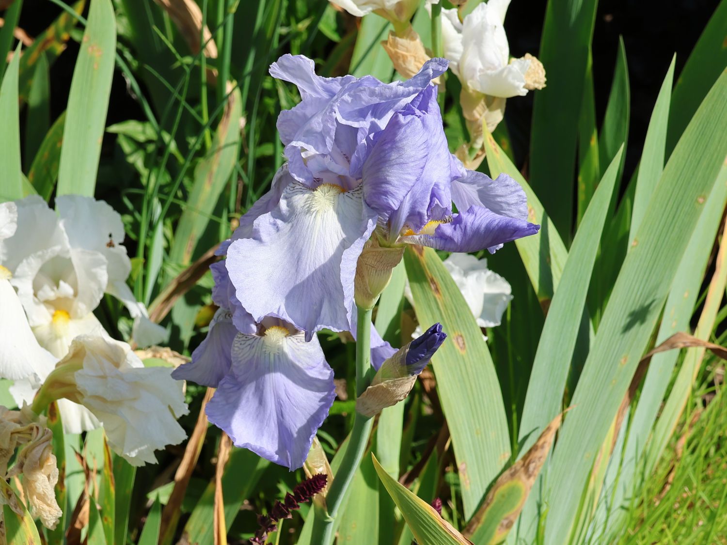 Mittelhohe Bart-Iris 'Morgendämmerung' - Iris x barbata-media 'Morgendämmerung'