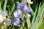 Mittelhohe Bart-Iris 'Morgendämmerung' - Iris x barbata-media 'Morgendämmerung'