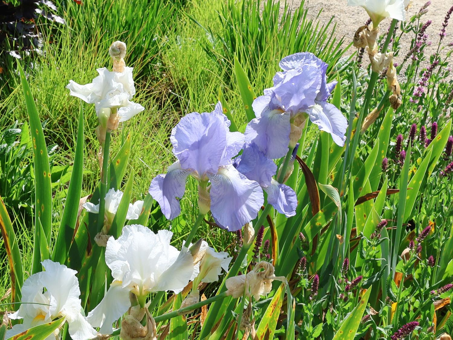 Mittelhohe Bart-Iris 'Morgendämmerung' - Iris x barbata-media 'Morgendämmerung'