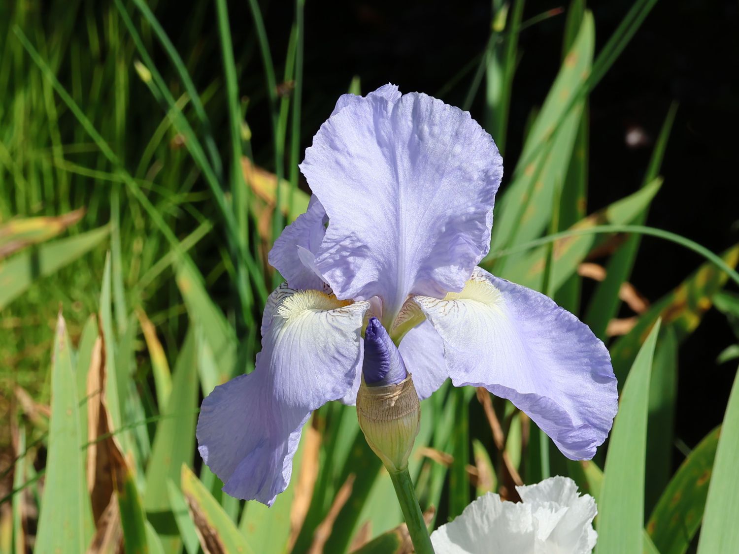 Mittelhohe Bart-Iris 'Morgendämmerung' - Iris x barbata-media 'Morgendämmerung'